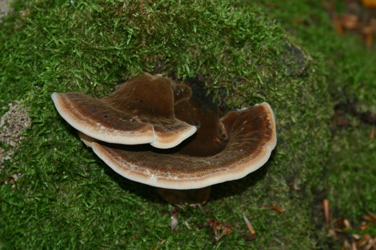 雷神PPT幻灯片软件详情下载教程app