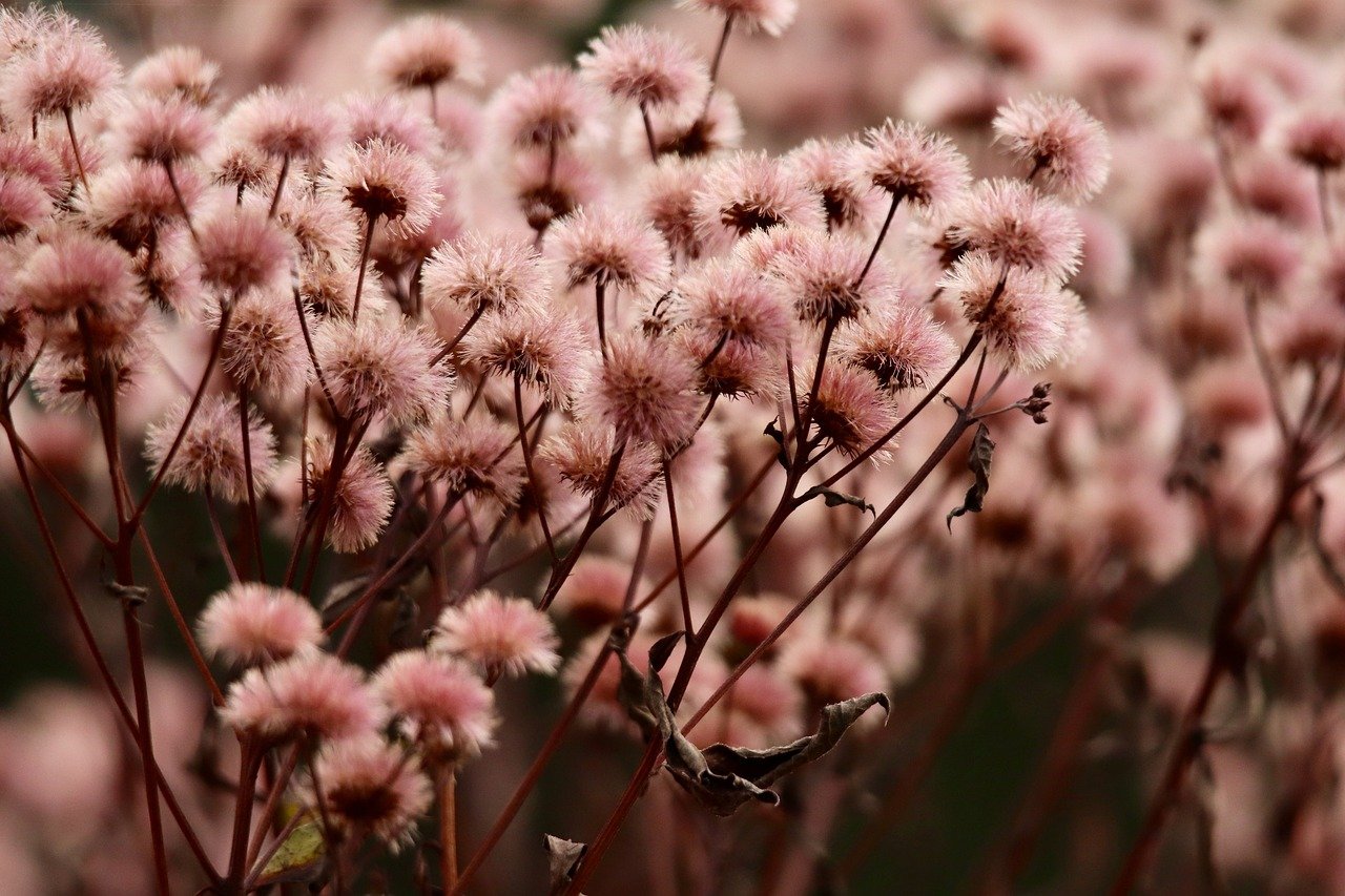 SEO排名因素：语音和自然语言搜索